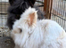 2 rabbits - 1 boy -1 girl