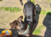 German shepherd cross staffy Milli