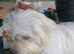 Maltese puppy