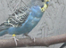 Young Kakariki bourkes and budgies