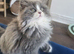 British longhair kittens mix