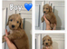 Beautiful Cockapoo Puppies Looking for Loving Homes!
