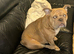 Exotic female Bulldog