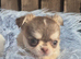 KC registered chihuahua puppies