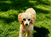 Toy poodle female