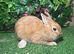 Pure breed Netherlands dwarf orange female