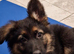 Pedigree German Shepherd puppies ready now