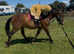 New forest gelding 4 years old