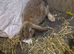 Lop eared and Mini Rex bunnies