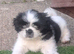 Gorgeous shih Tzu puppy