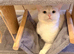 Stunning White Male Cat, 18 Months Old - Beautiful Eyes, Great with Children & Pets