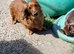 Gorgeous friendly shaded red miniature dachshund boy