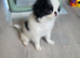 Beautiful Japanese Chin puppies