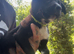 Mali X collie puppies