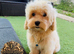 Last Exquisite Esponjoso Royal maltipoo Boy