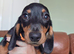 3 boys miniature dachshunds