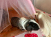 female guinea pig baby