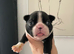 Exceptional Boston Terrier Pups - Outstanding Wildax & Skin Deep Bloodlines