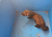 E.u.polecat kits 4 sale, & silver ferrets, 8 weeks0ld
