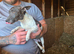 Stunning jack russells 1 left