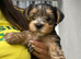 ️️Yorkshire terrier pure LAST BOY Ready rehome
