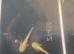 Baby Axolotls