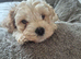 Boy Cavachon for sale