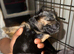 Beautiful puppies for sale