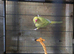 Yellow indian ringeck parrot