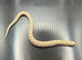 Variety of Western Hognose Hatchlings
