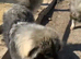 6 stunning puppies for sale ready to leave 17th August.