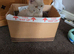 Exceptional rare Fawn kittens
