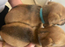 5 beautiful Jack Russell puppies