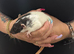 Beautiful baby rats 3 girls and 6 boys available