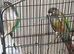pair of 2025 green cheeked conures