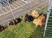 Baby Guinea Pigs Smooth, Crested, Fuzzy and AbbyBeautiful baby boys i have funky coated, crested and smooth in gorgeous colours All friendly, happy a