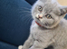 British shorthair carrier Himalayan gen NO GCCFe