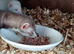 MICRO FERRETS