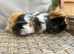 3 Lovely pretty female baby guinea pigs.