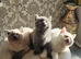 Adorable Purebred British Shorthair Kittens
