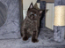 Tica registered mainecoons