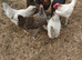 8 chickens. 2.5 year old .good egg layers