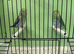 Pair parrolets