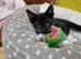 2 male kitten, ip3