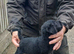 TOP QUALITY FELL TERRIER PUP