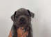 French Bulldog Puppies