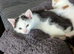 Kittens for sale ready now
