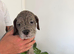 exceptional cane corso pups for sale