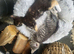 Kittens for sale