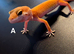 Juvenile Tangerine Morph Leopard Geckos